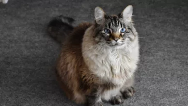 Maine Coon Ragdoll Mix