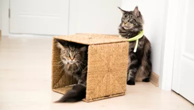 Maine Coon Toys