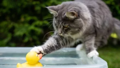 Maine Coon cats like water