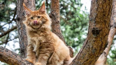 Red Maine Coon Cat