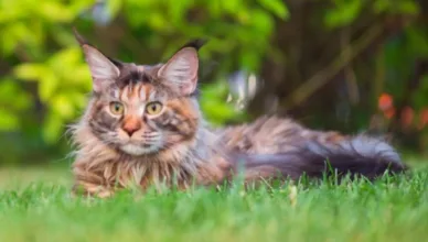 Tortoiseshell Maine Coon Cat