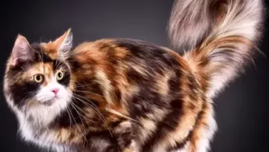 Maine Coon Cattery