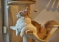 maine coon paws